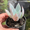 Echeveria colorata 'Mexican Giant'