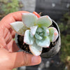 Echeveria colorata 'Mexican Giant'