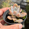 Pachyveria 'Pachyphytoides' Variegated