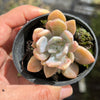 Pachyveria 'Pachyphytoides' Variegated