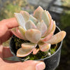 Pachyveria 'Pachyphytoides' Variegated