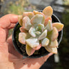 Pachyveria 'Pachyphytoides' Variegated