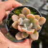 Pachyveria 'Pachyphytoides' Variegated