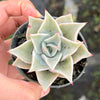 Echeveria Madiba (aka Echeveria Pink Lips)