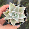 Echeveria Madiba (aka Echeveria Pink Lips)