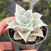 Echeveria Madiba (aka Echeveria Pink Lips)