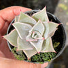 Echeveria Madiba (aka Echeveria Pink Lips)