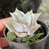 Echeveria Madiba (aka Echeveria Pink Lips)
