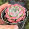 Echeveria 'Lovely Bear' | Korea Form