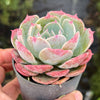 Echeveria 'Lovely Bear' | Korea Form