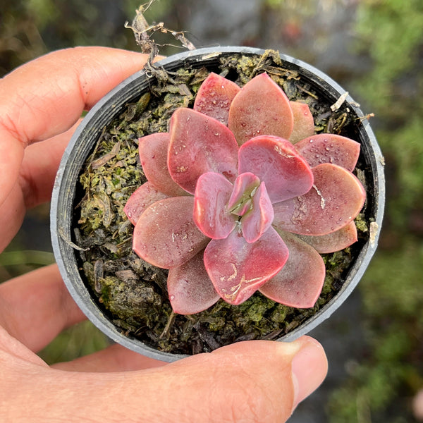 hanaikada succulent Echeveria 'Hanaikada' – LET LOVE GROW (Succulent & Cactus)