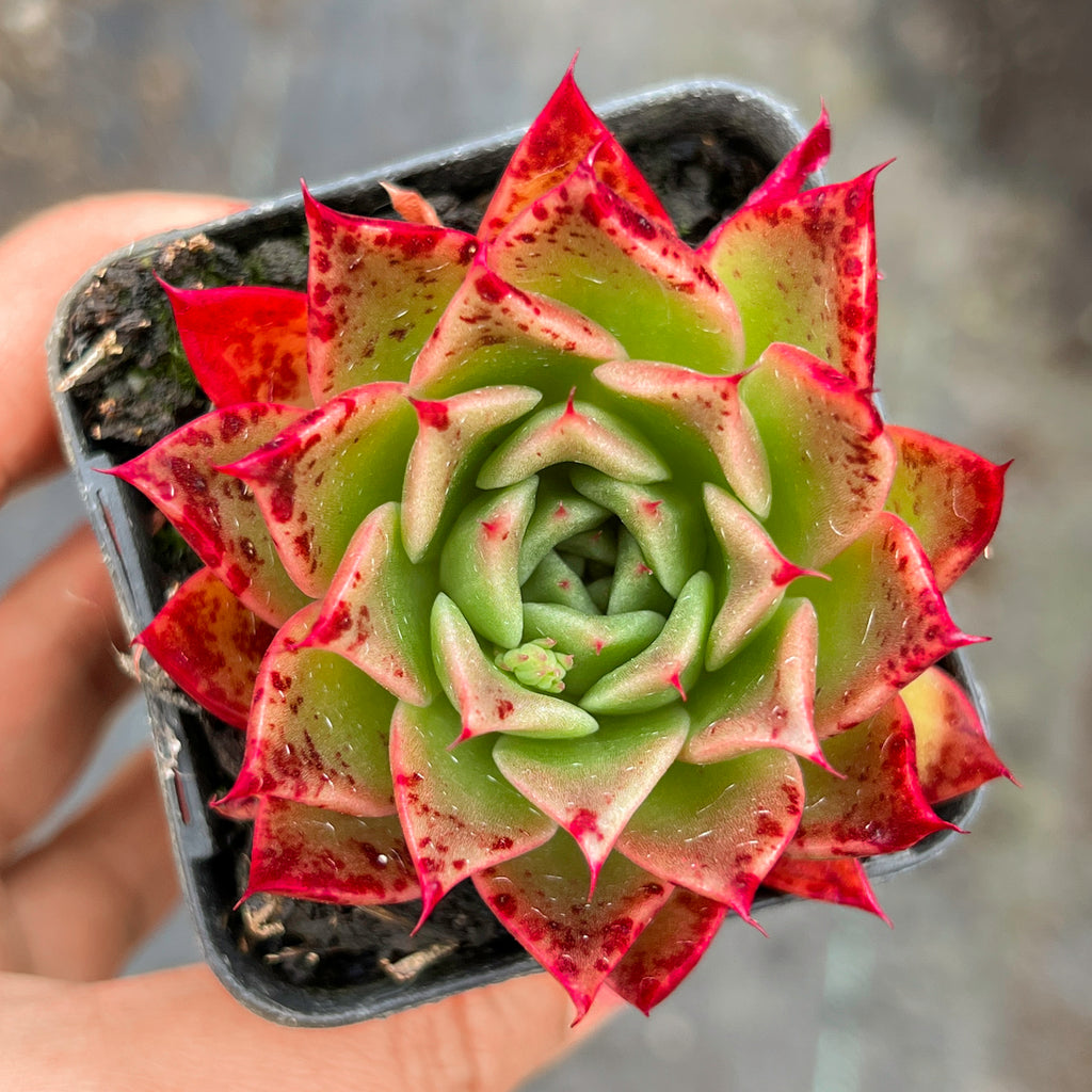 Echeveria agavoides 'Miranda'