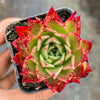 Echeveria agavoides 'Miranda'