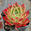 Echeveria agavoides 'Miranda'