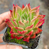 Echeveria agavoides 'Miranda'