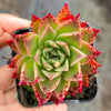 Echeveria agavoides 'Miranda'