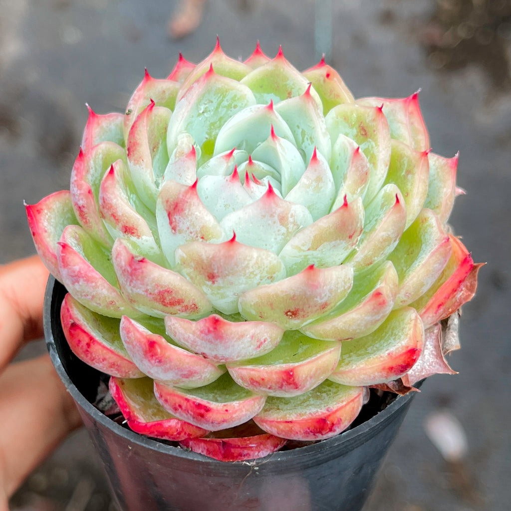 Echeveria Pink Crystal