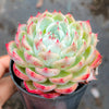 Echeveria Pink Crystal