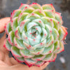 Echeveria Pink Crystal