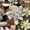 Pachyveria 'Pachyphytoides' Variegated