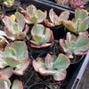 Echeveria 'Flying Cloud'