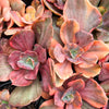 Echeveria 'Red Phoenix' Variegated