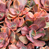 Echeveria 'Red Phoenix' Variegated