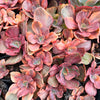 Echeveria 'Red Phoenix' Variegated