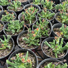 Rhombophyllum dolabriforme
