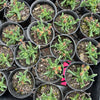 Rhombophyllum dolabriforme