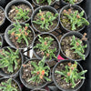 Rhombophyllum dolabriforme