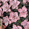 Graptoveria Bainesii variegated