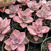 Graptoveria Bainesii variegated