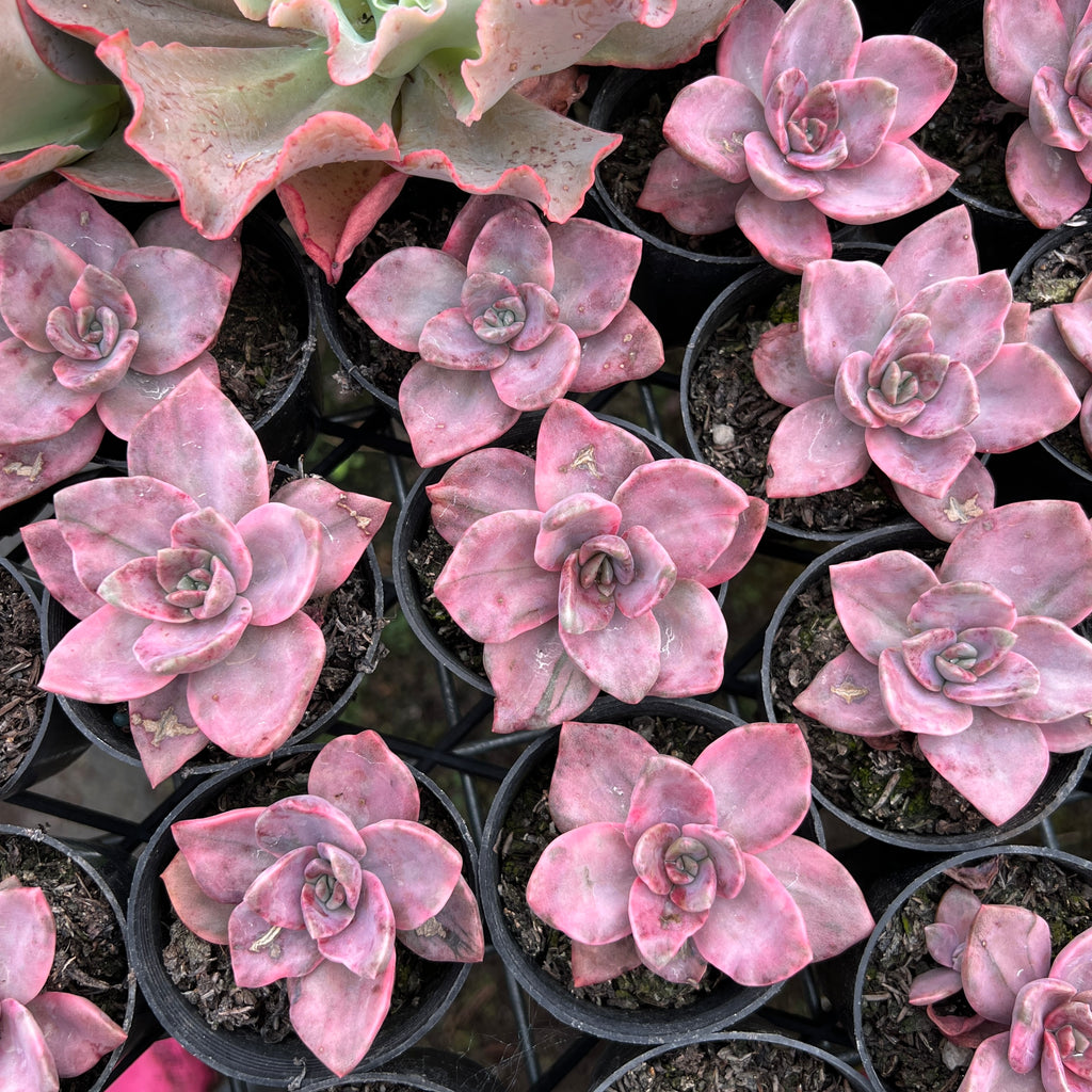 Graptoveria Bainesii variegated