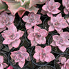 Graptoveria Bainesii variegated