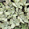 Echeveria Decora