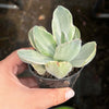 Echeveria Decora