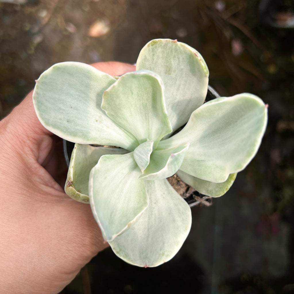 Echeveria Decora