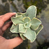 Echeveria Jippon Moon River
