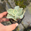 Echeveria Jippon Moon River