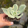 Echeveria Jippon Moon River