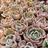 Echeveria Beyonce Rainbow Variegated (young plant)(no drops)
