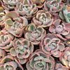Echeveria Beyonce Rainbow Variegated (young plant)(no drops)