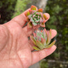 Echeveria peacockii x setosa var. secunda (1 x CUTTING)