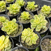 Sedeveria Rolly Variegata