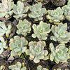 Pachyveria 'Pachyphytoides' Variegated