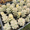 Graptopetalum paraguayense ssp. bernalense variegata (VARIEGATED PLANT)