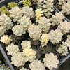 Graptopetalum paraguayense ssp. bernalense variegata (VARIEGATED PLANT)