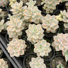 Graptopetalum paraguayense ssp. bernalense variegata (VARIEGATED PLANT)