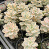 Graptopetalum paraguayense ssp. bernalense variegata (VARIEGATED PLANT)